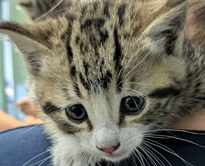 Shelter Stray Male Cat last seen Berkeley, CA 94702, Oakland, CA 94601