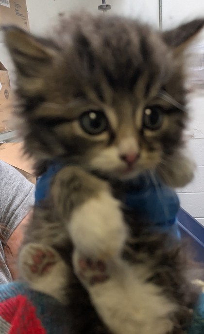 Shelter Stray Female Cat last seen Berkeley, CA 94702, Oakland, CA 94601