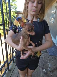 Found/Stray Female Dog last seen SE 59th St and I-35, Oklahoma City, OK 73129