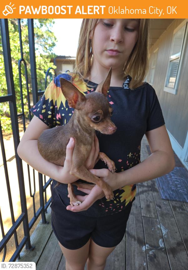 Found/Stray Female Dog last seen SE 59th St and I-35, Oklahoma City, OK 73129