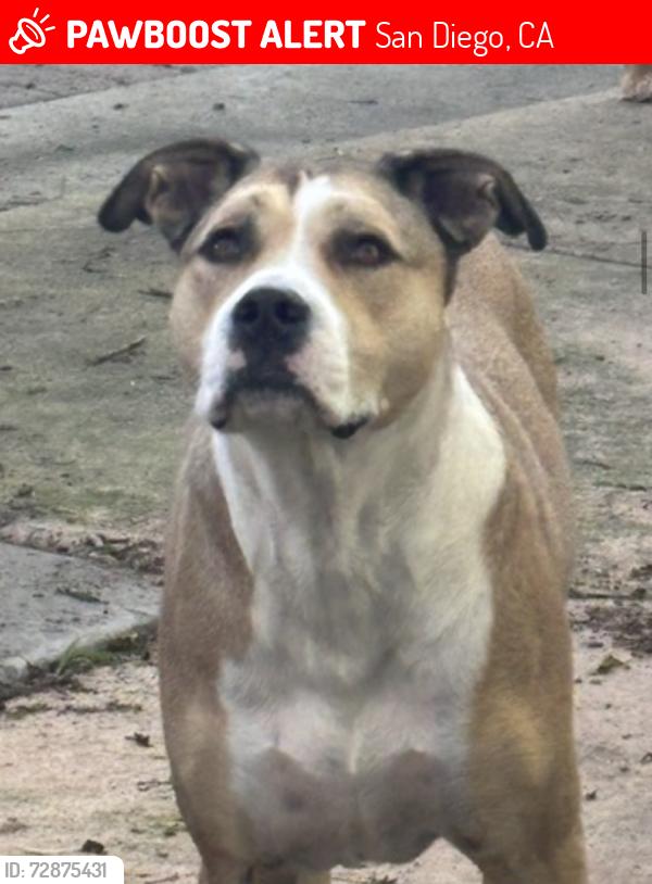 Lost Male Dog last seen Rolfe and Vallejo , San Diego, CA 92117