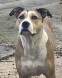 Lost Male Dog last seen Rolfe and Vallejo , San Diego, CA 92117