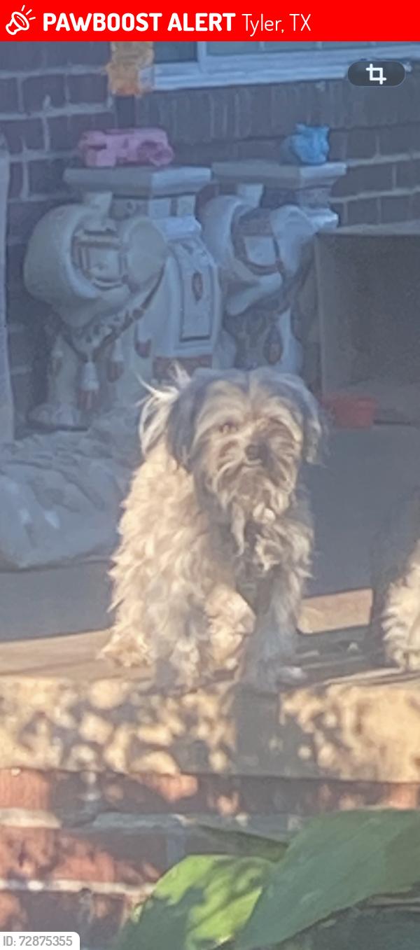 Lost Male Dog last seen Valentine St./ Beckham/Gentry, Tyler, TX 75702