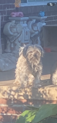 Lost Male Dog last seen Valentine St./ Beckham/Gentry, Tyler, TX 75702