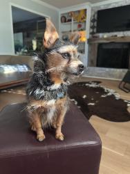 Lost Male Dog last seen Riverwatch and Stagecoach , Martinez, GA 30907