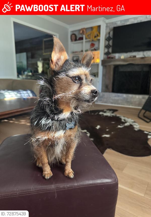 Lost Male Dog last seen Riverwatch and Stagecoach , Martinez, GA 30907
