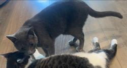 Lost Male Cat last seen swisher rd and parkridge / Near Nora Ln , Hickory Creek, TX 75065