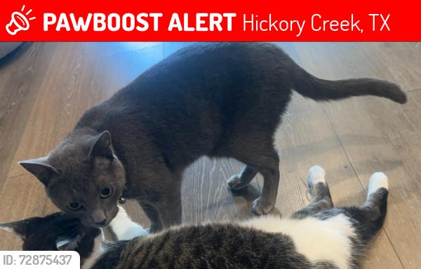 Lost Male Cat last seen swisher rd and parkridge / Near Nora Ln , Hickory Creek, TX 75065