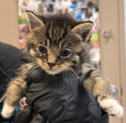 Shelter Stray Female Cat last seen Near Main Street, San Diego, CA, 92113, San Diego, CA 92110