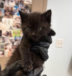 Shelter Stray Female Cat last seen Near Main Street, San Diego, CA, 92113, San Diego, CA 92110
