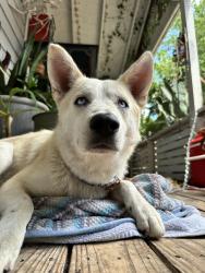 Found/Stray Male Dog last seen Hackberry and Aransas, San Antonio, TX 78210