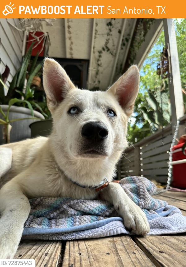 Found/Stray Male Dog last seen Hackberry and Aransas, San Antonio, TX 78210