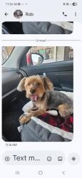 Lost Female Dog last seen Jacolyn park area, Cedar Rapids, IA 52405
