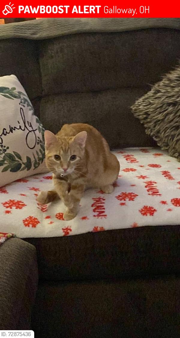 Lost Male Cat last seen Woodridge ridge apmts, Galloway, OH 43119