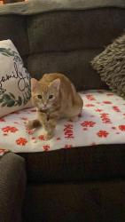 Lost Male Cat last seen Woodridge ridge apmts , Galloway, OH 43119