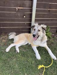 Found/Stray Unknown Dog last seen Goodnight ranch , Austin, TX 78747