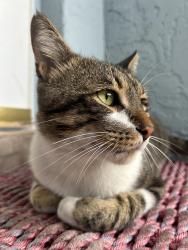 Found/Stray Male Cat last seen Jupiter Village, Jupiter, FL 33458