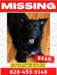 Lost Male Dog last seen Lecho Park, Conover, NC 28613