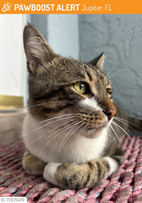 Found/Stray Male Cat last seen Jupiter Village, Jupiter, FL 33458