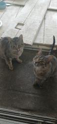 Found/Stray Male Cat last seen Long pond and calhoun, Rochester, NY 14606