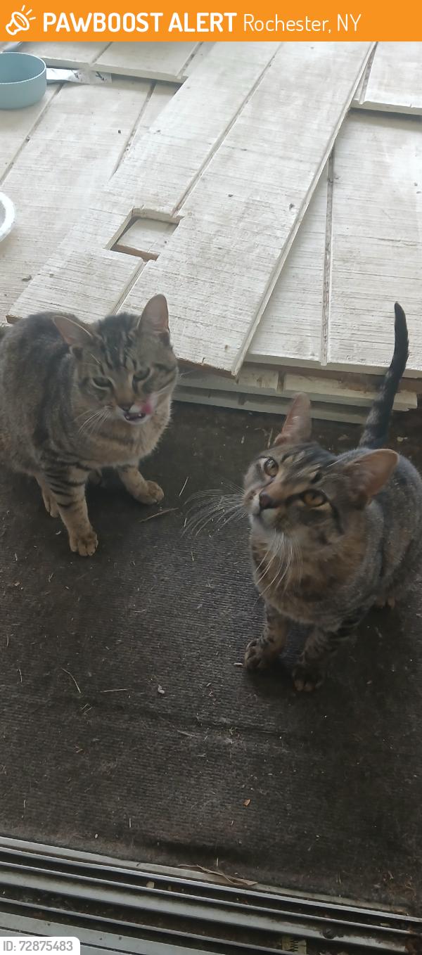 Found/Stray Male Cat last seen Long pond and calhoun, Rochester, NY 14606