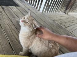 Found/Stray Female Cat last seen Adam st, Toledo, OH 43604