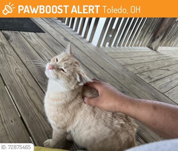 Found/Stray Female Cat last seen Adam st, Toledo, OH 43604