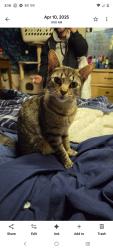 Lost Female Cat last seen Right off of Jefferson ave. Near edge hill cemetery across field that the road between McDonald's and Wendy's leads too, Charles Town, WV 25414