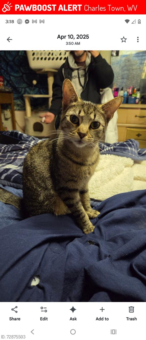 Lost Female Cat last seen Right off of Jefferson ave. Near edge hill cemetery across field that the road between McDonald's and Wendy's leads too, Charles Town, WV 25414