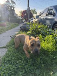 Found/Stray Female Dog last seen Outside apmt building , Jersey City, NJ 07304