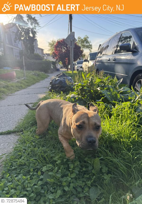 Found/Stray Female Dog last seen Outside apmt building , Jersey City, NJ 07304