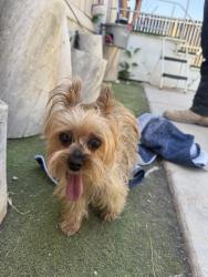 Found/Stray Unknown Dog last seen Lone cactus, Glendale, AZ 85308