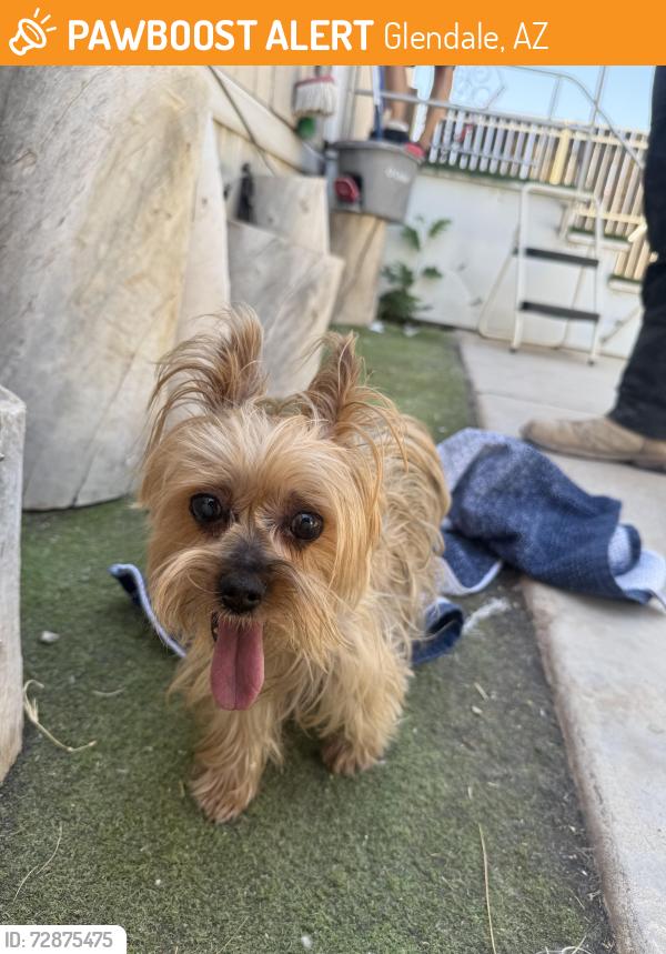 Found/Stray Unknown Dog last seen Lone cactus, Glendale, AZ 85308