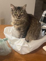 Lost Female Cat last seen Ellinwood, Pleasant Hill, CA 94523