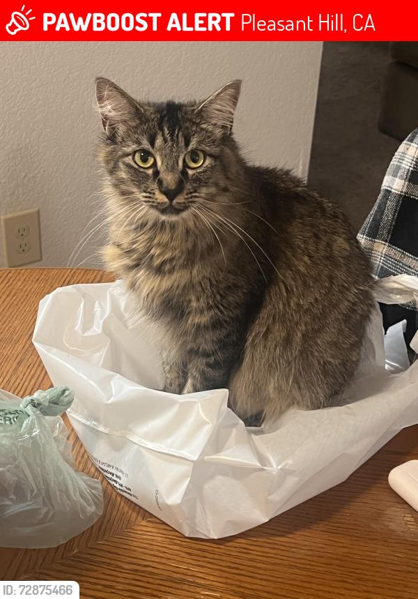 Lost Female Cat last seen Ellinwood, Pleasant Hill, CA 94523