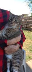 Found/Stray Female Cat last seen Firestation Camellia rd, Norfolk, VA 23518