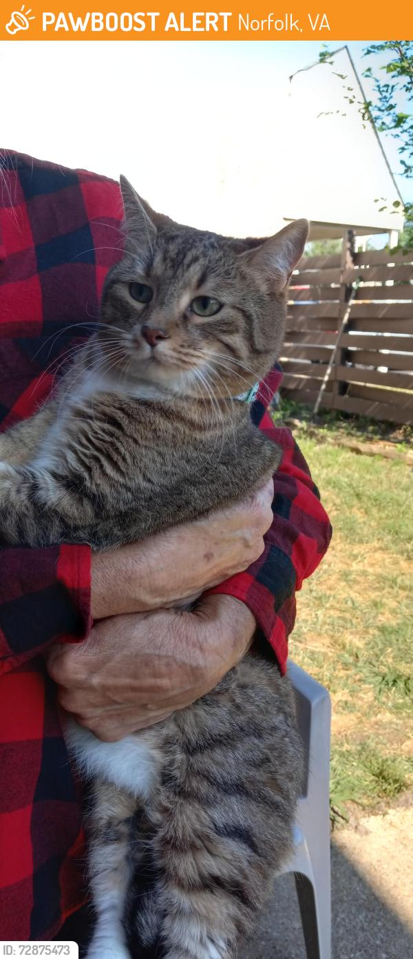 Found/Stray Female Cat last seen Firestation Camellia rd, Norfolk, VA 23518