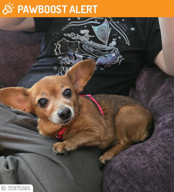 Found/Stray Female Dog last seen Brevard rd arden, Buncombe County, NC 28704