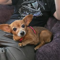 Found/Stray Female Dog last seen Brevard rd arden, Buncombe County, NC 28704