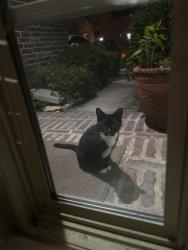 Found/Stray Unknown Cat last seen 342/ brampton , Fort Bend County, TX 77494