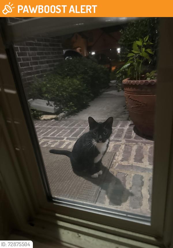 Found/Stray Unknown Cat last seen 342/ brampton , Fort Bend County, TX 77494