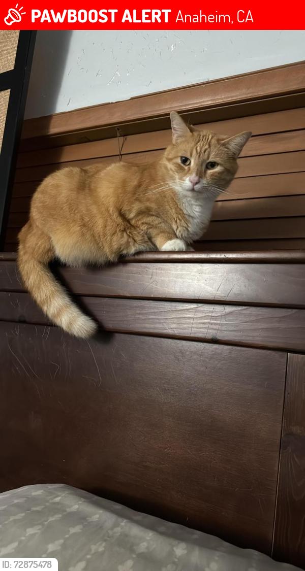 Lost Male Cat last seen E Coronado st , Anaheim, CA 92806