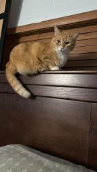 Lost Male Cat last seen E Coronado st , Anaheim, CA 92806