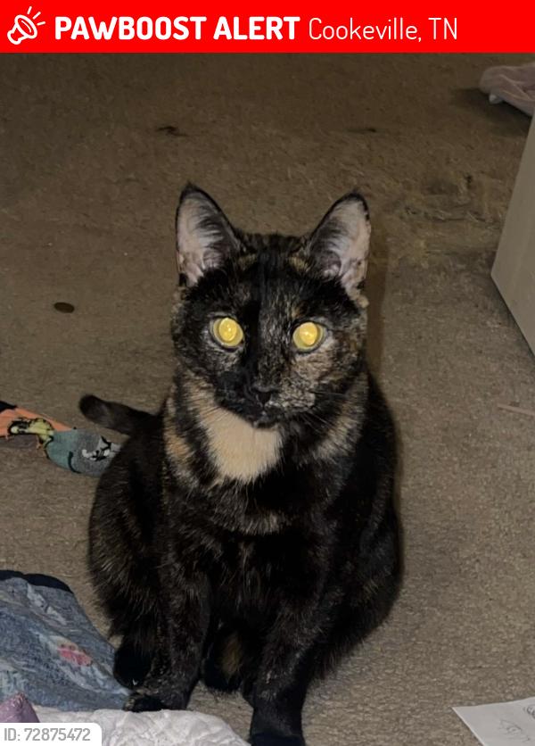 Lost Female Cat last seen gainesboro grade , Cookeville, TN 38501