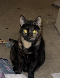 Lost Female Cat last seen gainesboro grade , Cookeville, TN 38501