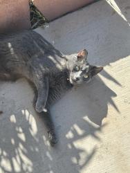 Lost Female Cat last seen Muchacha Dr & Pella Dr, Henderson, NV 89014