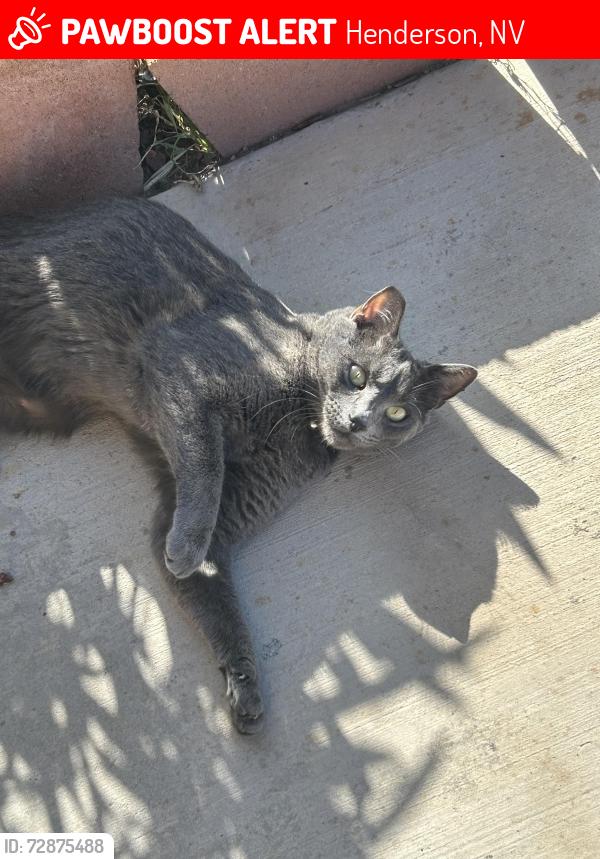 Lost Female Cat last seen Muchacha Dr & Pella Dr, Henderson, NV 89014