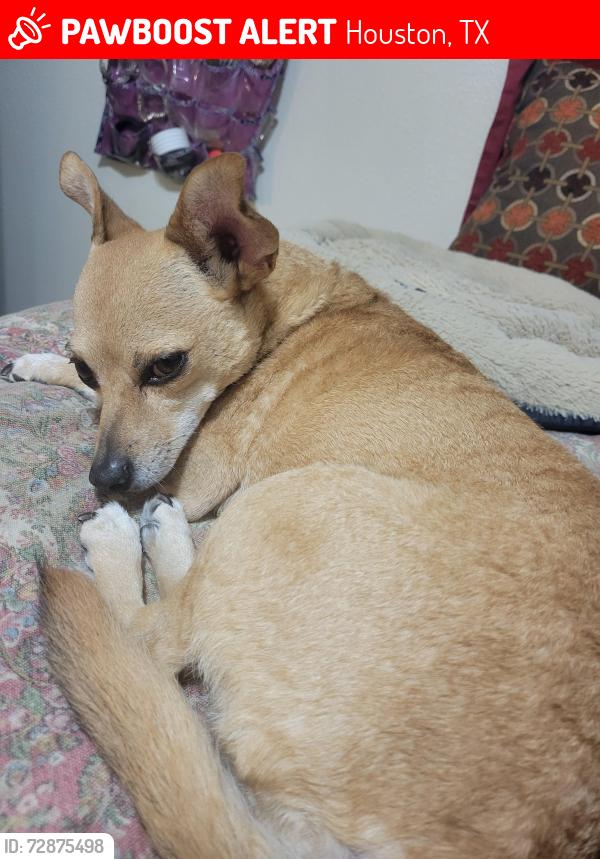 Lost Male Dog last seen Near Heritage Village, Houston, TX 77067