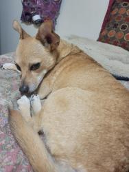 Lost Male Dog last seen Near Heritage Village, Houston, TX 77067