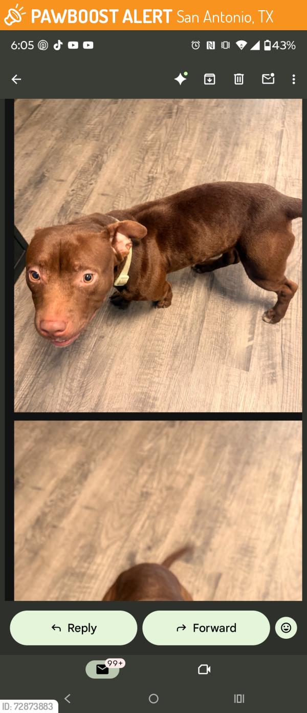 Found/Stray Male Dog last seen Near woodstone drive , San Antonio, TX 78230